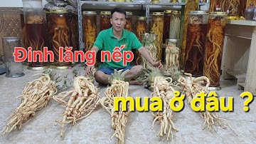 Đinh lăng ngâm rượu mua ở đâu chất lượng?