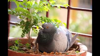 Pigeon - Stop motion photography screenshot 5