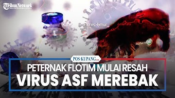 Peternak Babi Mulai Resah Virus ASF Merebak di Flores Timur