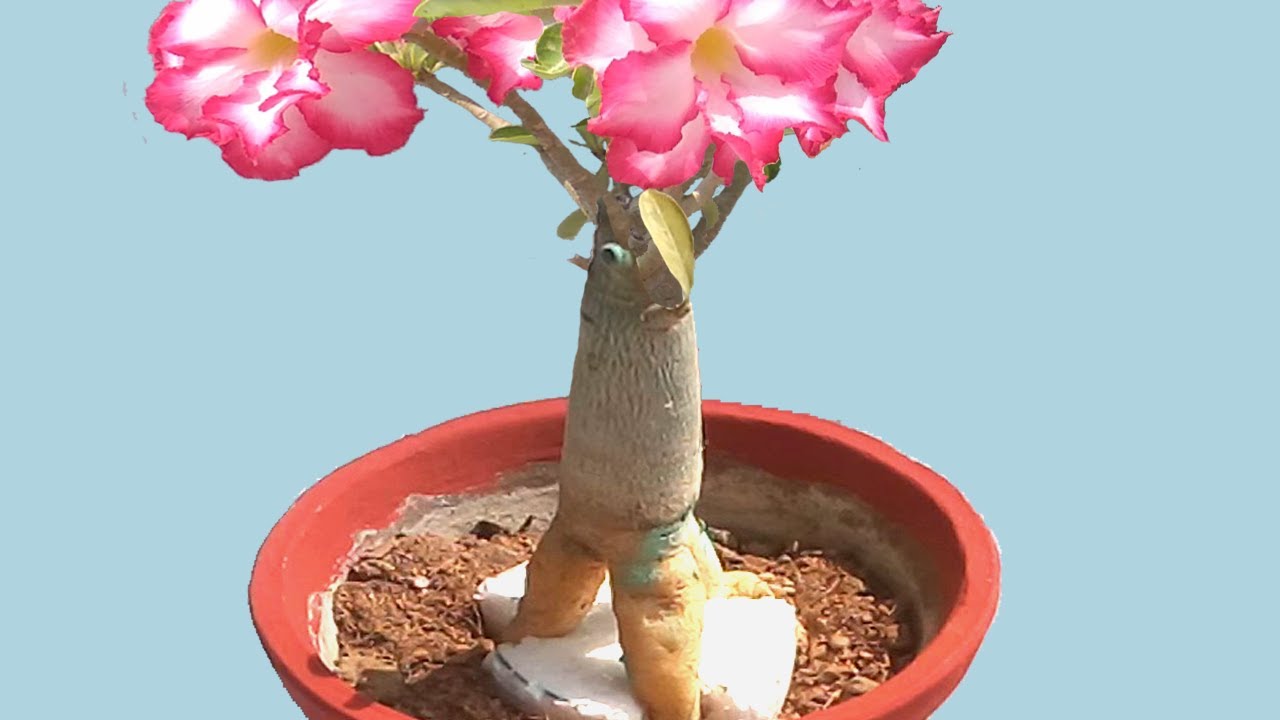 Tripod Adenium Bonsai Simple Root Training with Result YouTube