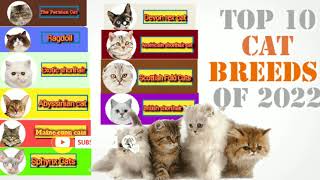 Top 10 cat breeds in the world of year 2022
