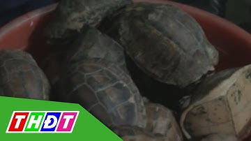 Triệt phá đường dây mua bán động vật hoang dã quy mô lớn | THDT