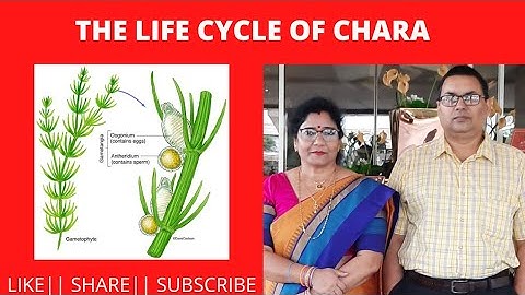 LIFE CYCLE OF GREEN ALGA, CHARA