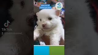 pure breed Japanese spitz Dog in Nepal