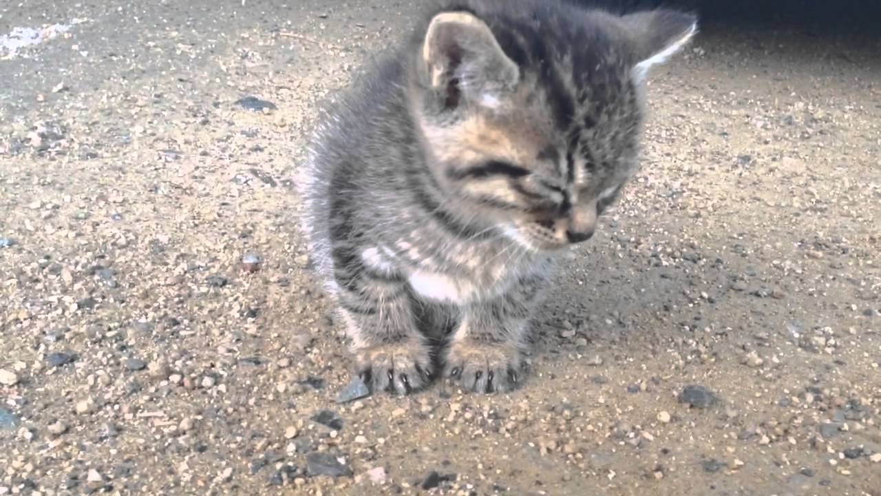 居眠りする姿が可愛い子猫 肉球ドットコム 299 Com