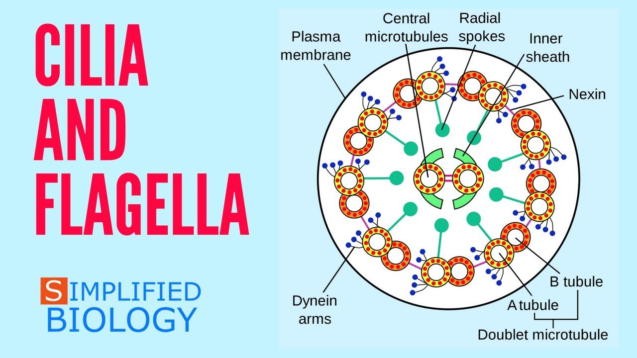cilia and flagella for neet aiims aipmt mcat jipmer cilia and flagella venn diagram