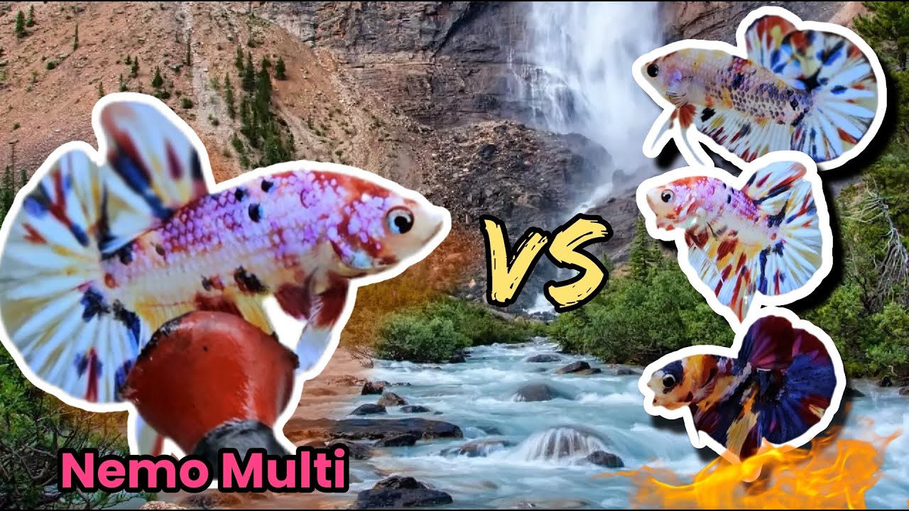 Most Beautiful Betta Fish Collection | Full Color Showcase