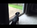 Squirrel teased Mini Dapple Dachshunds