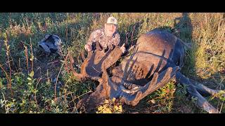 Harvesting our First Moose!  A Year's Worth of Meat & Getting Ready to Move into our Off Grid Cabin