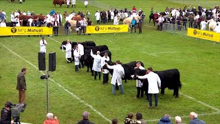 Gwartheg Duon Cymreig - Buwch | Welsh Black Cattle - Cow
