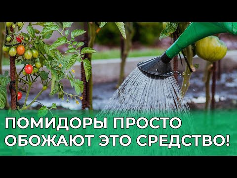 Видео: После ЭТОЙ подкормки помидоры засыплют урожаем! Возьмите на заметку