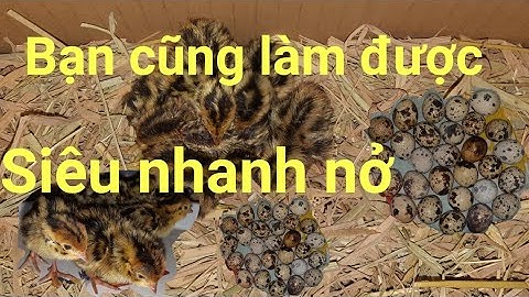 Ấp trứng Chim Cút với Rơm lúa.Tại nhà nở thấy mê