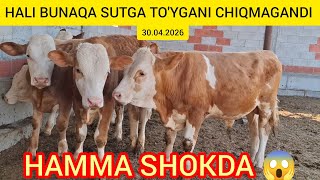 FERMADAN SIMENTAL BUQACHALAR SUTGA TO'YGANLARIDAN SOTILADI@Hikmatillo_uz 