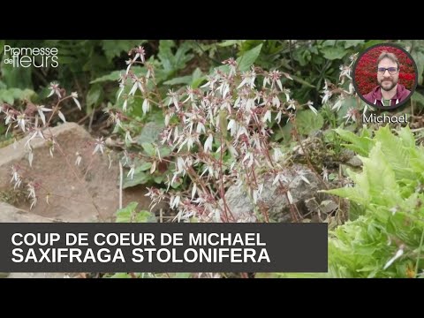 Vidéo: Échapper Au Saxifrage