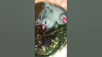 Java#sparrow#breeding#tips #shortsvideo#shorts