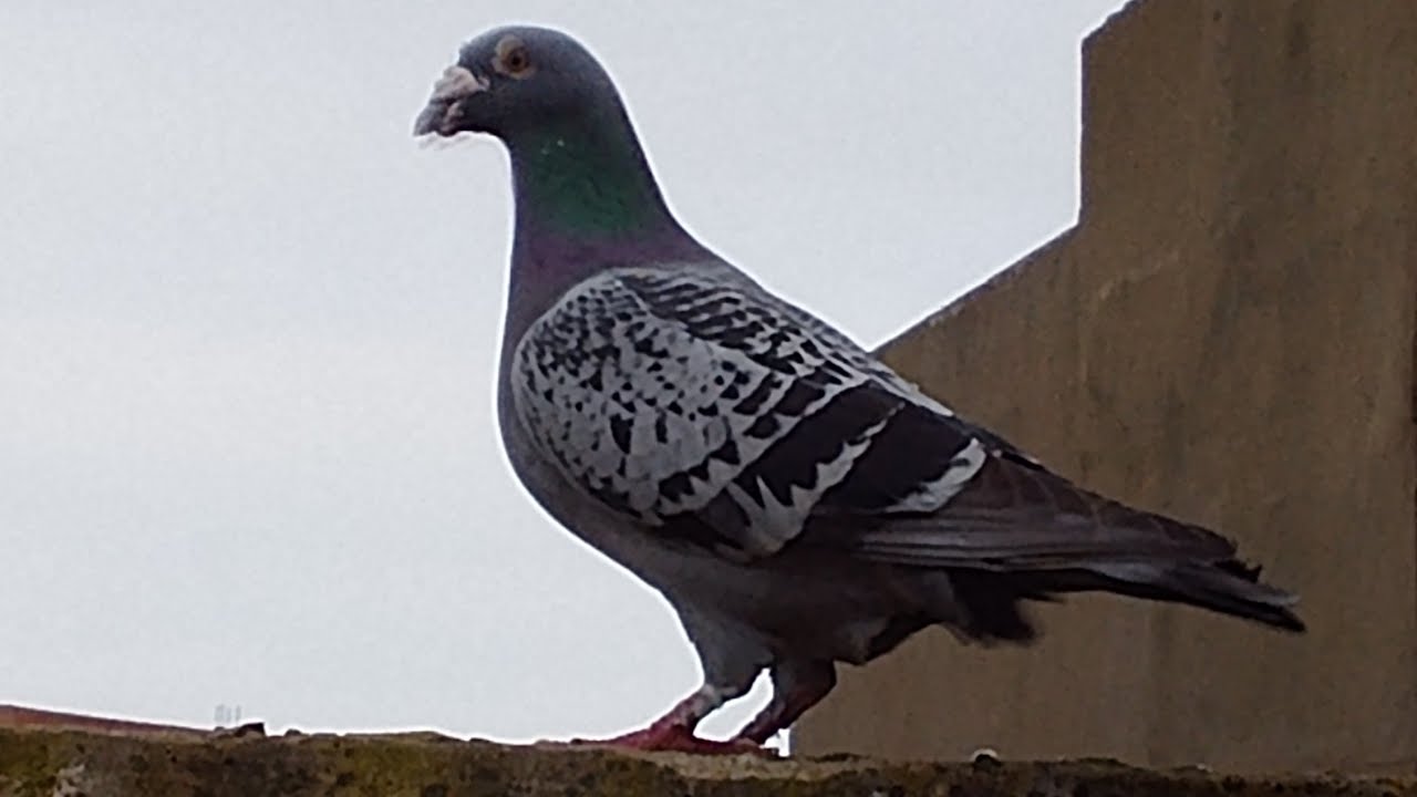 حمام زاجل وسيفينوس توليعة متواضعة في سجينة ديالي وتنساوش لايك وشتيراك وشي تعليق يشجعنا على الولاعة