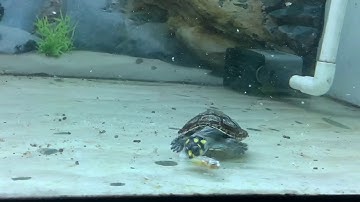 Nuôi rùa ninja làm nhân viên dọn vệ sinh cho cá rồng và cá hoàng bảo yến