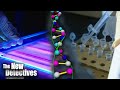 Role Of DNA In Criminal Investigations | The New Detectives