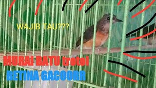 JANGAN TERTIPU Trotol MURAI BATU betina JUGA Bisa Ngeplong - Gacor