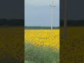 Подсолнухи🌻🌻🌻🌻🌻красота🥰🌻