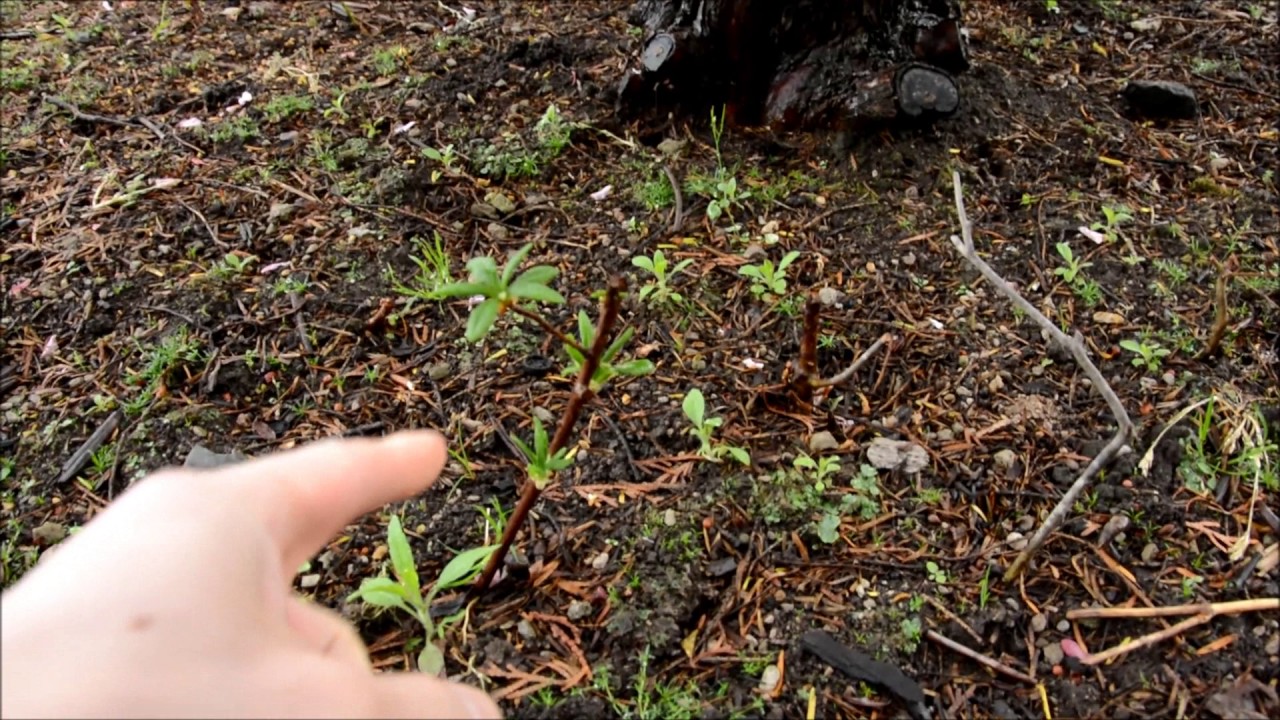 Bonsai Cutting 挿し木紹介 盆栽用挿し木 地面編 雪柳 桜 ツツジ 今年も挑戦中 Youtube