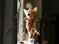 This Surreal Cat Video Looks Too Real to Be CGI #shorts