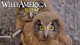 Wild America  | S8 E3 In The Forest | Full Episode HD