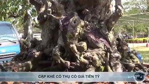 Cặp khế cổ thụ có giá tiền tỉ