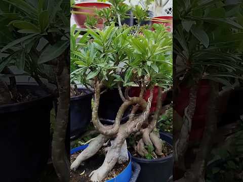 Cây Sứ Quái Thú Hình Con Voi #bonsai #caycanh #short