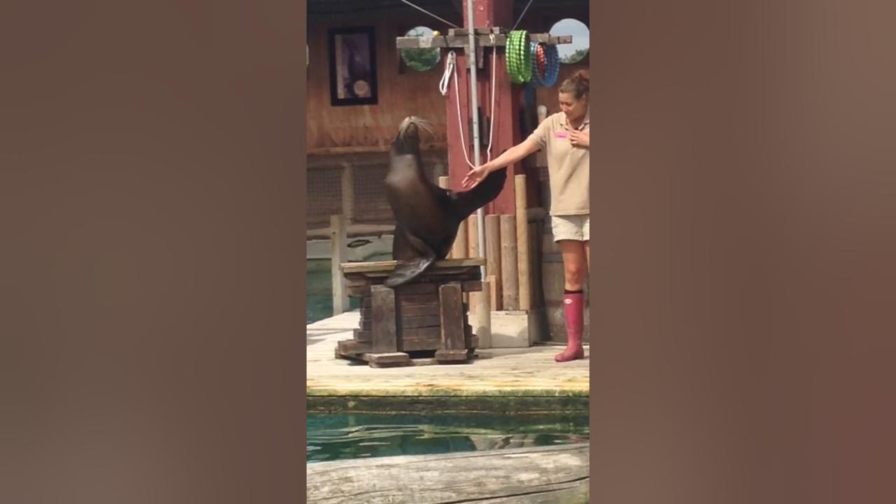 Flamingo Land Sea Lion Show August 2016 - YouTube