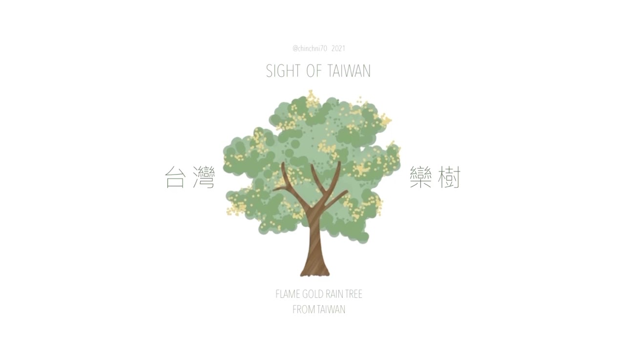 台灣欒樹Flame Gold Rain Tree （台灣特色）
