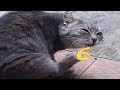 BEST CAT MEMES COMPILATION V05