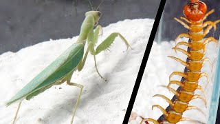 大螳螂 VS 小蜈蚣！Big praying mantis VS Little centipede