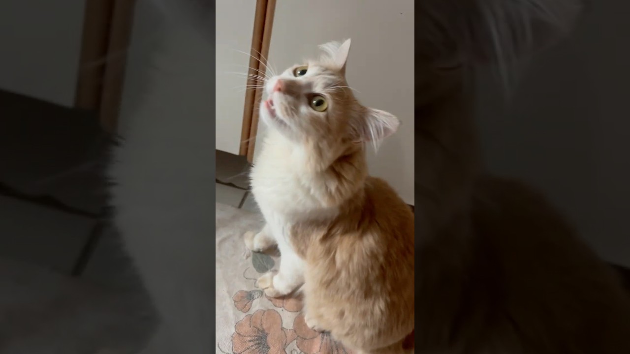 Кошачье мяуканье, Звук для вызова кошек 