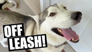 Living With Huskies Off Leash!!!