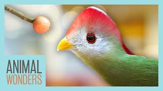 Can We Train Sunny the Turaco?