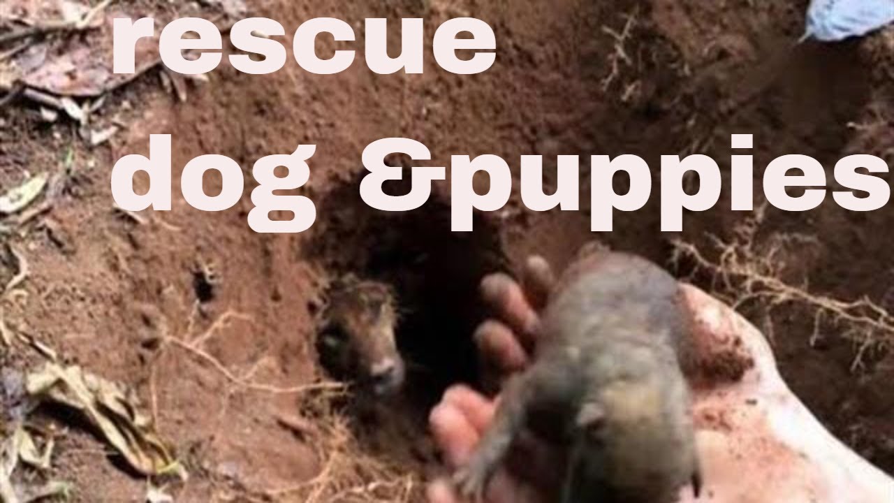 Rescue 9 puppies and their mom - YouTube