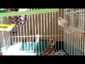 Chant De Diamant Mandarin تغريد طائر الزيبرا Chant De Diamant Mandarin تغريد طائر الزيبرا