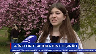 A înflorit sakura din Chișinău