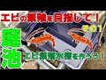 エビの繁殖を目指して!その1「エビ繁殖水槽を作ろう!」【2018#033】