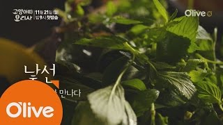 catchef 입맛 까칠한 그녀! 베트남에서 고양이띠 요리사를 만나다 161107 EP.1