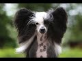 Китайская хохлатая собака . Поговорим об ушах .Отращивать или нет шерсть на ушках .