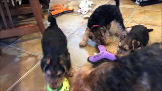 Zelda playing with her 8.5 week old puppies