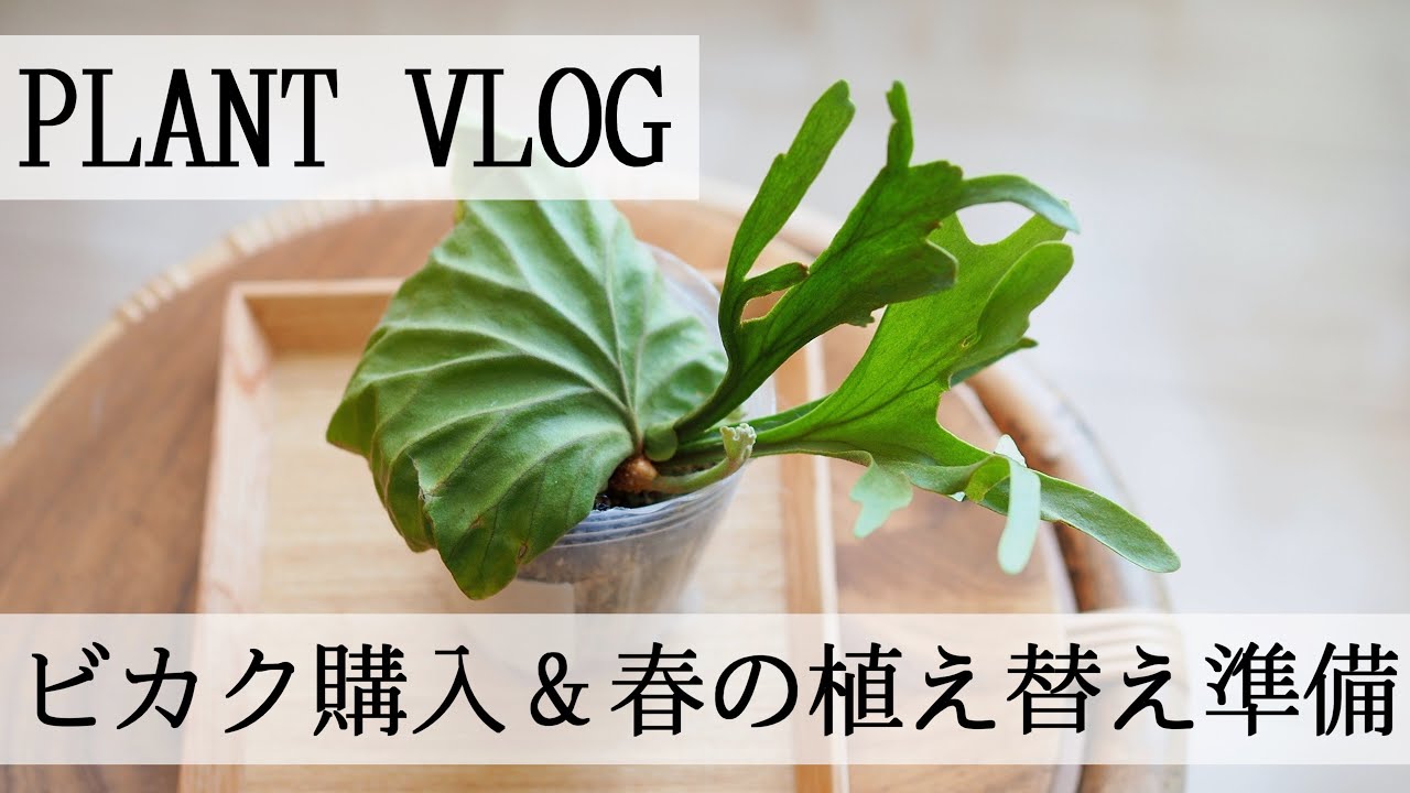 Plant Vlog] Miyazaki Plants: Purchasing Platycerium staghorn fern