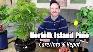 Repotting My Norfolk Island Pine PLUS Care/Info (Araucaria heterophylla) screenshot 5