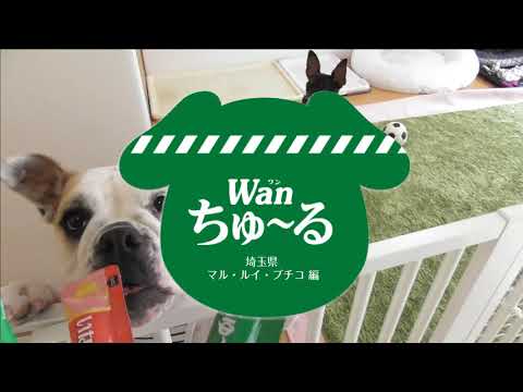 【いなばWanちゅーる】アプリでCMを作ってみました　その2
