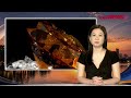 “Giấc mơ” sâm Ngọc Linh: Nữ chủ tịch lừa nhà đầu tư góp 1.300 tỉ mua nhà, xe sang | VTC News