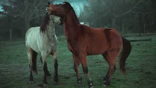pointfootage Animals  Horse Brown White Couple Play Each Other On Grass  Slomo Fs  5206817