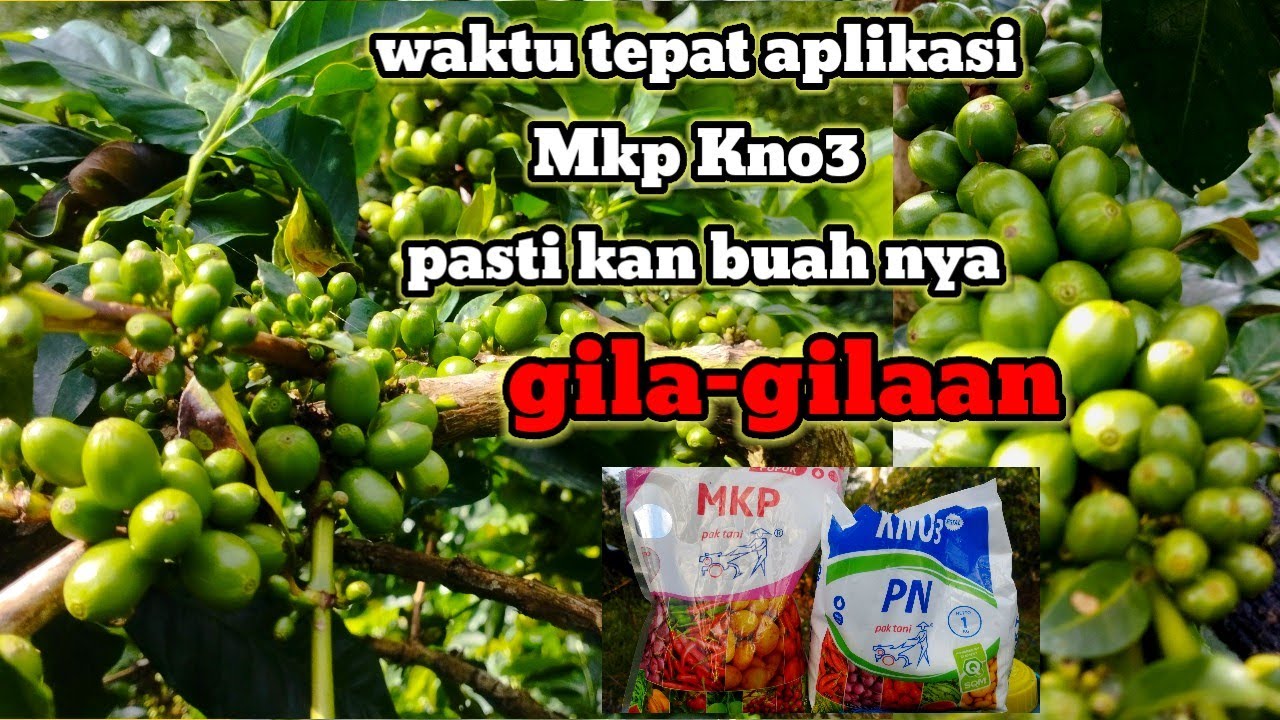 ХОТИТЕ ТАКИХ БЕЗУМНЫХ РЕЗУЛЬТАТОВ?! КОФЕЙНЫЕ ФЕРМЕРЫ ДОЛЖНЫ ЗНАТЬ ПРАВИЛЬНОЕ ВРЕМЯ ДЛЯ ВНЕСЕНИЯ M...