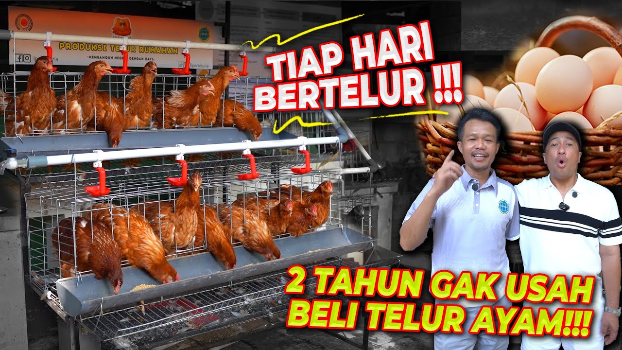 DEHAKIMS PUNYA AYAM PETELUR !! 2 TAHUN GAK BELI TELUR !! UNTUNG JUTAAN RUPIAH !!